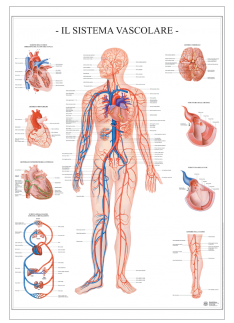 150-SISTEMA VASCOLARE.png